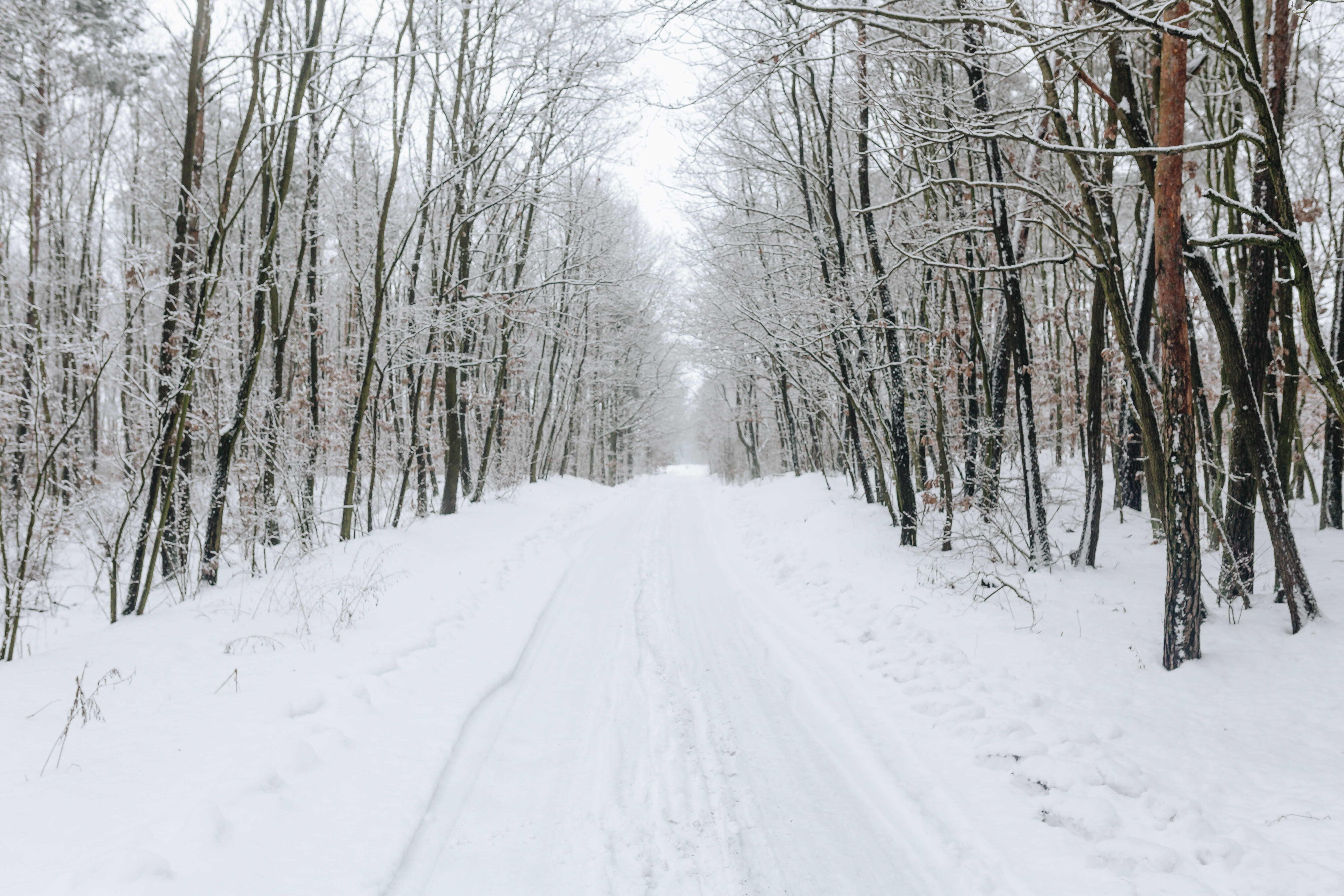 Driebergen_winter2