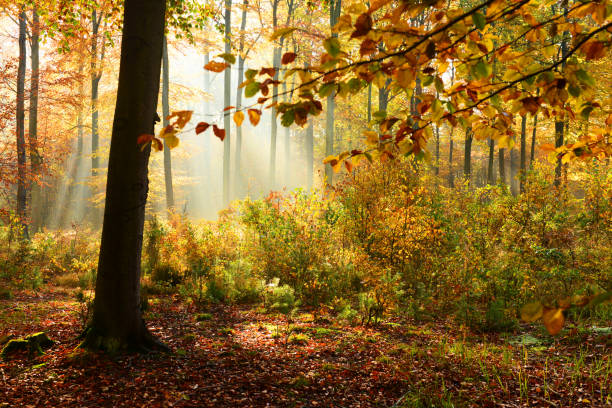 Stockfoto bos herfst 2